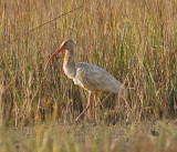 1st Summer Bird