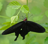 Pink Rose Swallowtail