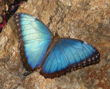 Blue Morpho