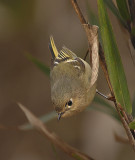 Ruby-crowned Kinglet