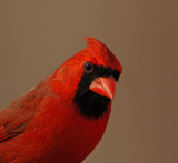 Northern Cardinal