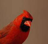 Northern Cardinal (Male)