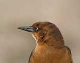 Boat-tailed Grackle