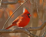 Northern Cardinal (Male)