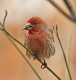 House Finch