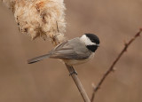 Carolina Chickadee