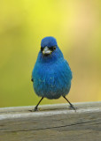 Indigo Bunting (Breeding Male)