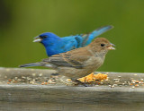 Indigo Buntings (Breeding Female & Male)