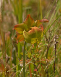 White-topped Pitcher Plant Flower