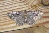 Barberry Geometer Moth (7290)