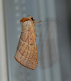 Drexels Datana Moth (7904)