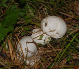 Wild Turkey Eggs