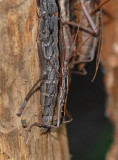 Two-striped Walking Sticks