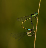 Ramburs Forktails