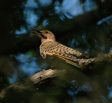 Northern Flicker Yellow Shafted (Taiga/Eastern)