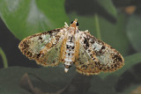 Splendid Palpita Moth (5226)