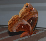 Tulip-tree Silkmoth