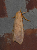 Banded Tussock Moth (8203)