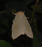 Drab Prominent Moth (7974)