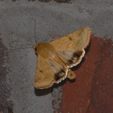 Corn Earworm Moth (11068)