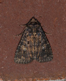 Dusky Groundling Moth (9696)