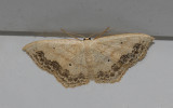 Large Lace-border Moth (7159)