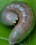 White-dotted Prominent Moth Caterpillar (7915)