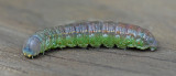 White-dotted Prominent Moth Caterpillar (7915)