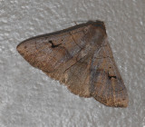 Brown Panopoda (8588)