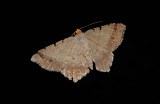 Red-headed Inchworm Moth (6342 B)