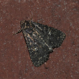 Dusky Groundling Moth (9696)