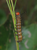 Spiny Oakworm Moth Caterpillar (7716)