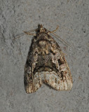 Large Mossy Lithacodia Moth (9047)