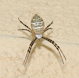 Banded Garden Spider (A. trifasciata)