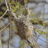 Bullocks Oriole Nest