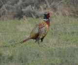 Ring-necked Pheasant