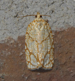 Oak Leafroller Moth (3623)