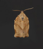 Oblique-banded Leafroller Moth (3635)