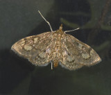 Crowned Phlyctaenia (4953)