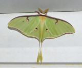 Adult Male