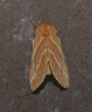Eastern Tent Caterpillar Moth (7701)