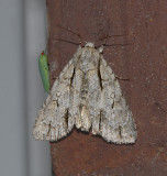 Pleasant Dagger Moth (9227)