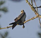 Adult Mississippi Kite