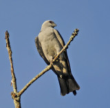 Adult Mississippi Kite