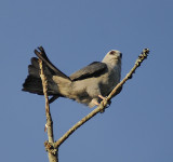 Adult Mississippi Kite