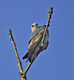 Adult Mississippi Kite