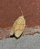 Oak Leafroller Moth (3623)