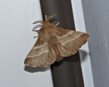 Eastern Tent Caterpillar Moth (7701)