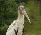 Wood Stork