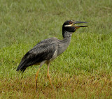 Yellow-crowned Night-Heron